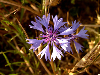 Image showing Cornflower