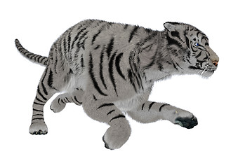 Image showing White Tiger