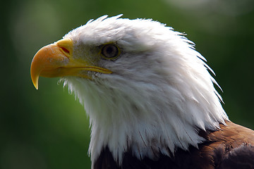 Image showing Bald eagle