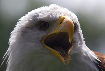 Image showing Bald eagle