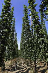 Image showing Cultivation of hops