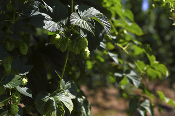 Image showing Cultivation of hops