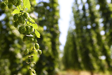 Image showing Cultivation of hops