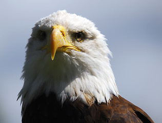 Image showing Bald eagle