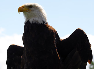 Image showing Bald eagle