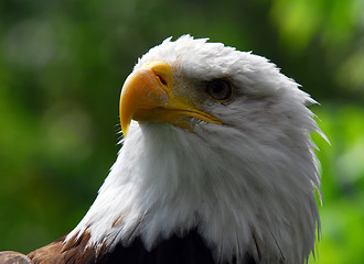 Image showing Bald eagle