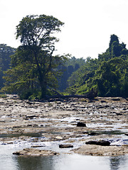 Image showing Palm landscape on a river 