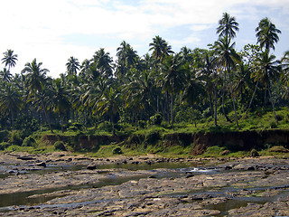 Image showing Palm landscape on a river 