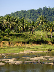 Image showing Palm landscape on a river 