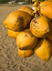 Image showing Coconuts at a stand on the beach