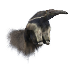 Image showing Giant Anteater