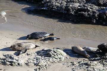 Image showing Seals