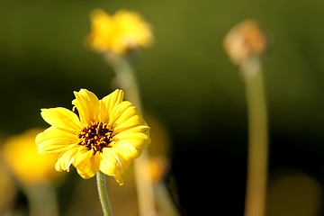 Image showing Yellow Flower