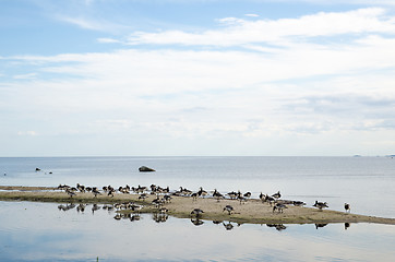 Image showing Wild geese at a small island