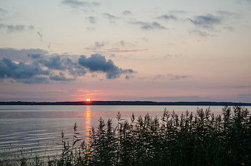 Image showing Sunset at the reeds by the coast