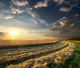 Image showing Wheat field