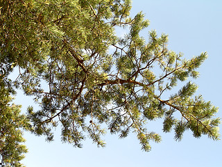 Image showing Pine