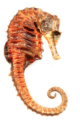 Image showing seahorse fish isolated 