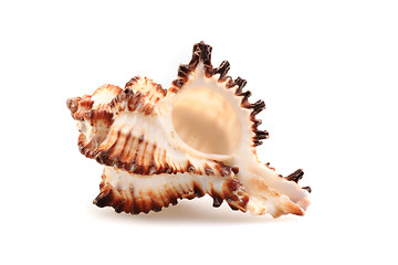 Image showing sea shell isolated