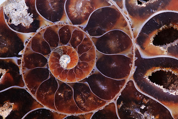 Image showing ammonite texture 