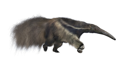 Image showing Giant Anteater