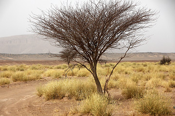 Image showing Savannah in Morocco