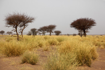 Image showing Savannah in Morocco