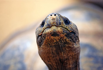 Image showing Tortoise