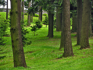 Image showing Green forest