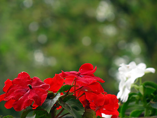 Image showing Red and white flowers