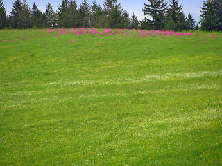 Image showing Green field with pink flowers
