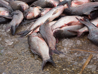 Image showing Carp fish on a concrete floor