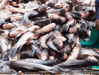 Image showing Fish at a seafood market