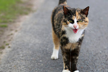 Image showing Very Angry Domestic Cat