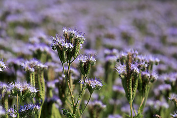 Image showing Field of Phacelia tanacetifolia or Lacy Phacelia