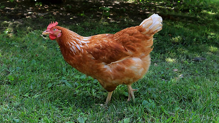 Image showing Brown Hen Looking