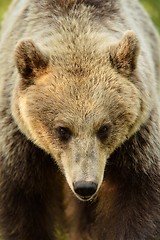 Image showing Brown bear portrait