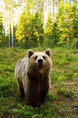 Image showing Brown bear in forest