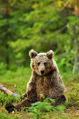 Image showing Brown bear sitting in the forest