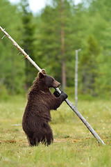 Image showing Brown bear standing and holding a tree