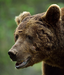 Image showing Brown bear scarred face