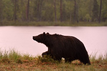 Image showing Brown bear walking in the rain at sunset