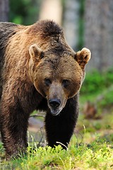 Image showing Bear portrait in forest