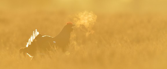 Image showing Black Grouse shouting at sunrise