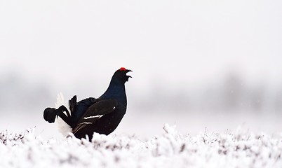 Image showing Black Grouse lek on snow