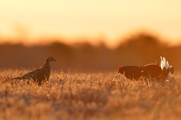 Image showing Female and male black grouse