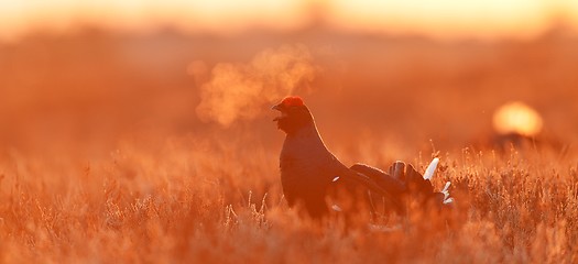 Image showing Black Grouse at sunrise