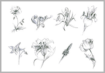 Image showing Illustration flowers. Illustration garden and wild flowers.
