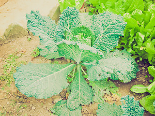 Image showing Retro look Cabbage picture