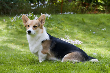 Image showing sitting on thenlawn